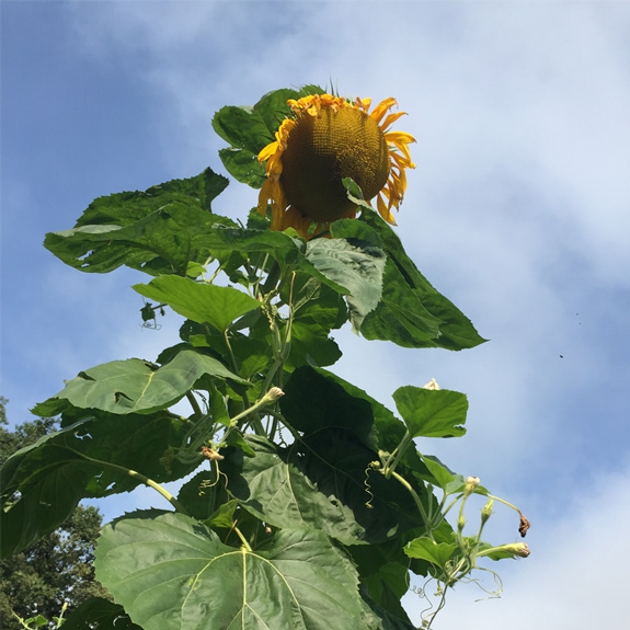 Tournesol population collection arc en ciel kokopelli