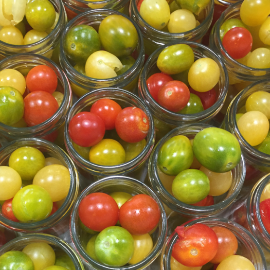 petites-tomates-anciennes-bio